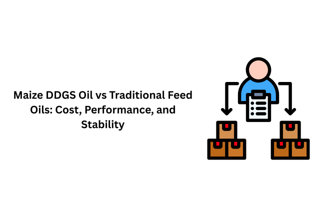 Maize DDGS Oil vs Traditional Feed Oils: Cost, Performance, and Stability